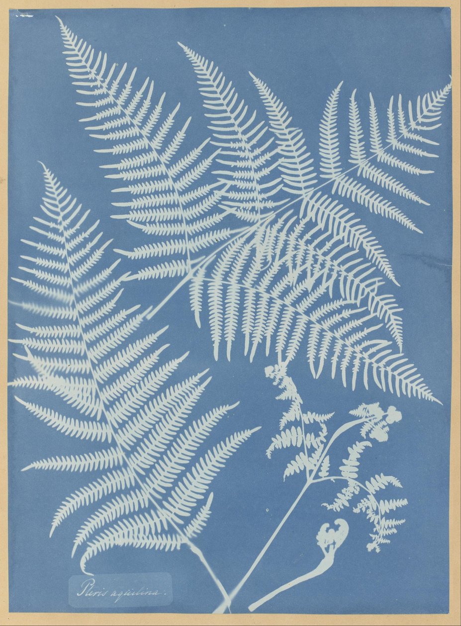  by Anna Atkins