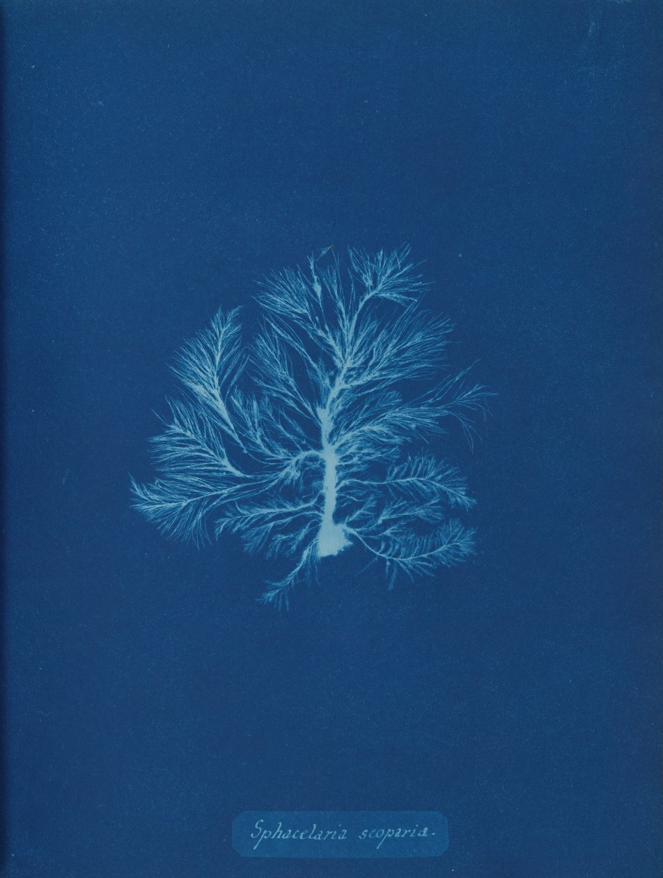 Sphacelaria scoparia, yak. 1853. by Anna Atkins