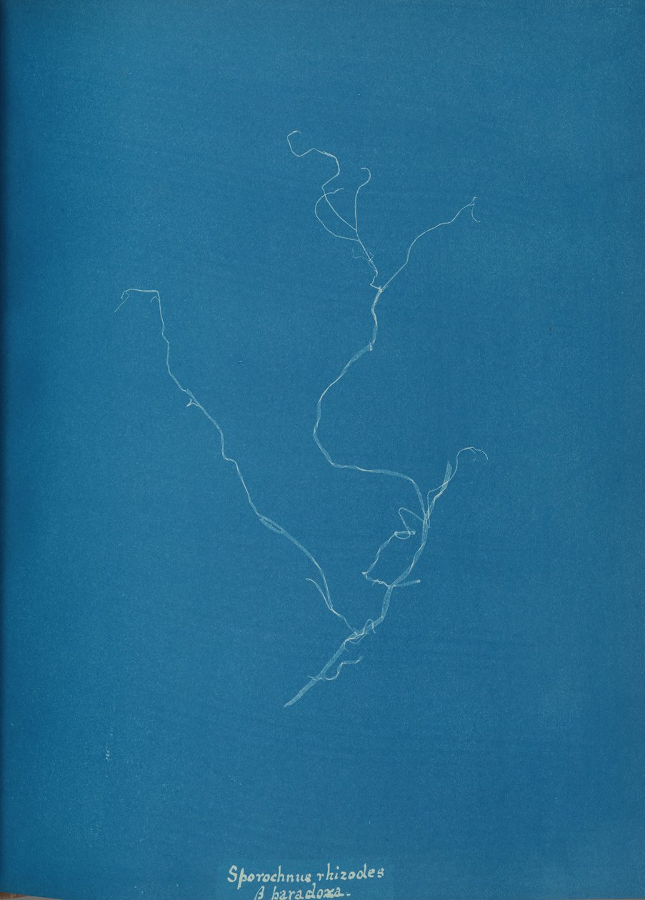 Sporochnius rizodları ß paracloxa, ca. 1853 by Anna Atkins