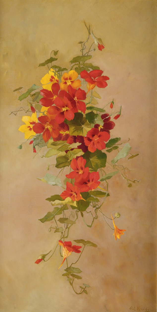 Nasturtiums  by Anna Eliza Hardy