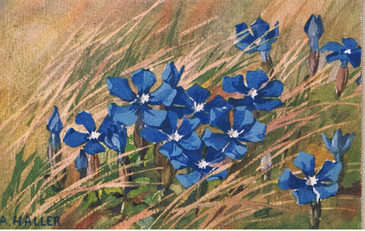 Mavi Kediotu, Kartpostal, 1940