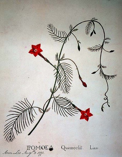Selvi Asması: Ipomoea quomoclit by Anna Lee