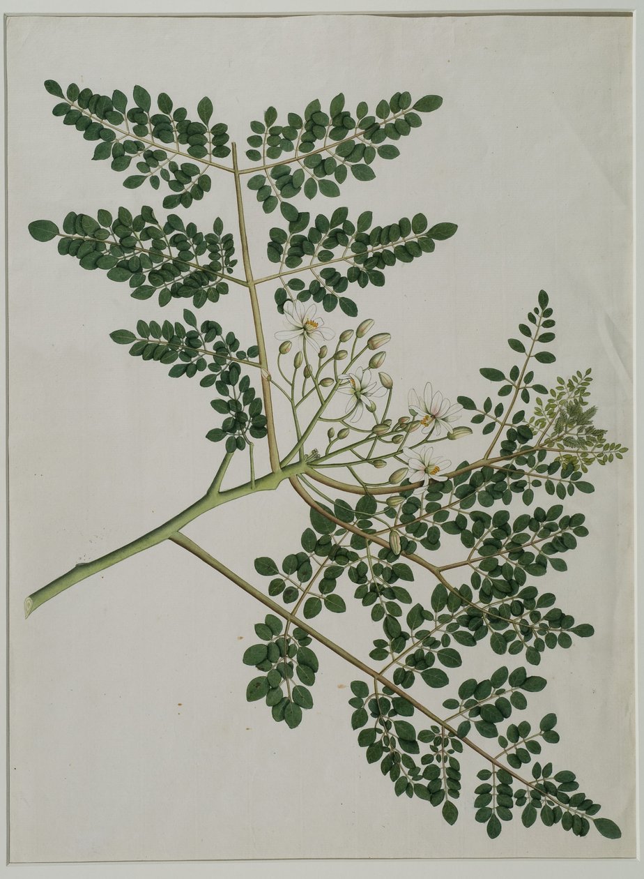 Moringa oleifera, turp ağacı veya baget ağacı olarak da adlandırılır (kağıt üzerine sulu boya) by Anna Maria Jones