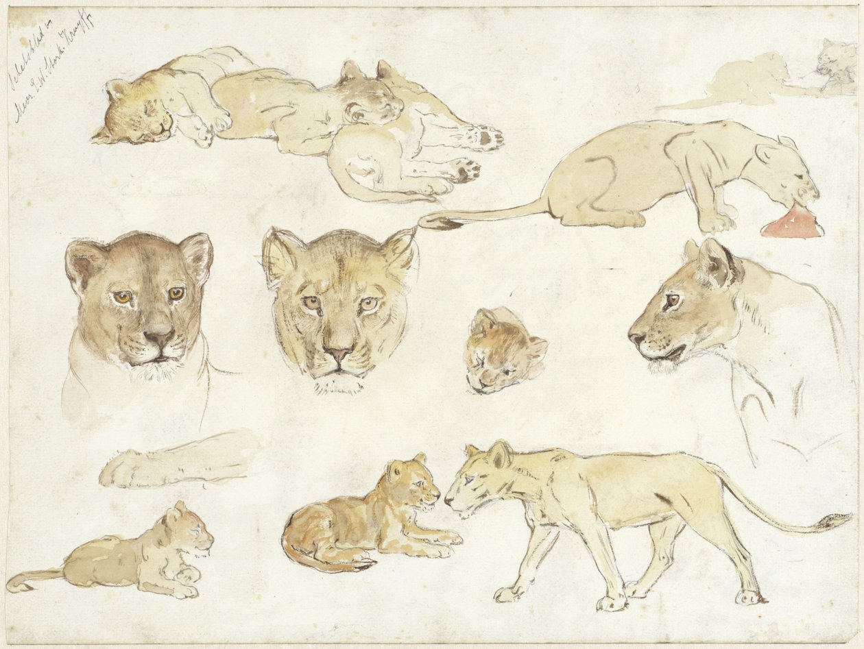 aslanlarla ilgili çalışmalar by Anna Maria Kruijff