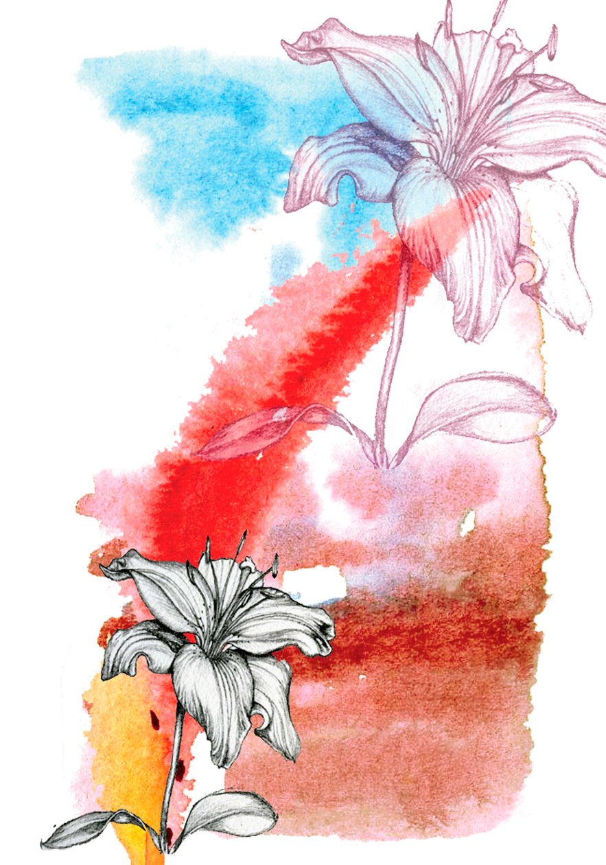 Zambak by Anna Platts