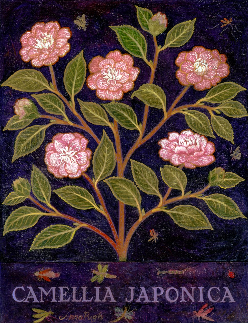 Kamelya by Anna Pugh