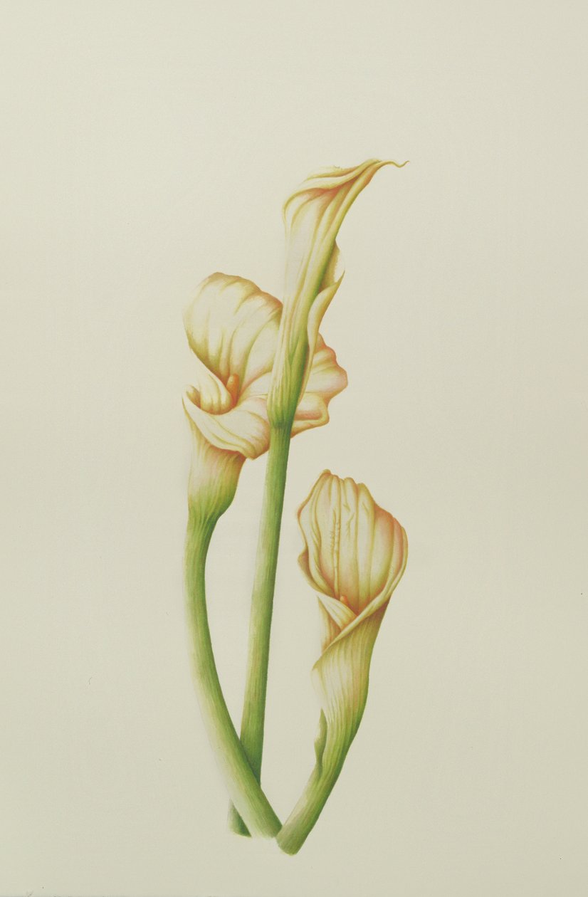 Arum Lily, 2001 (kağıt üzerinde wc) by Annabel Barrett