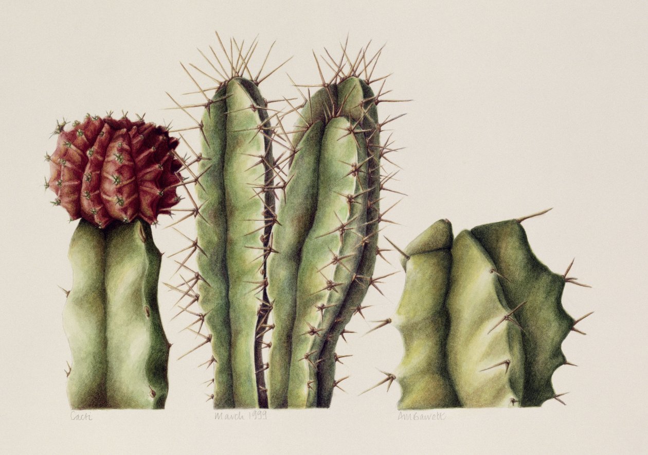 Kaktüsler, 1999 (kağıt üzerinde wc) by Annabel Barrett