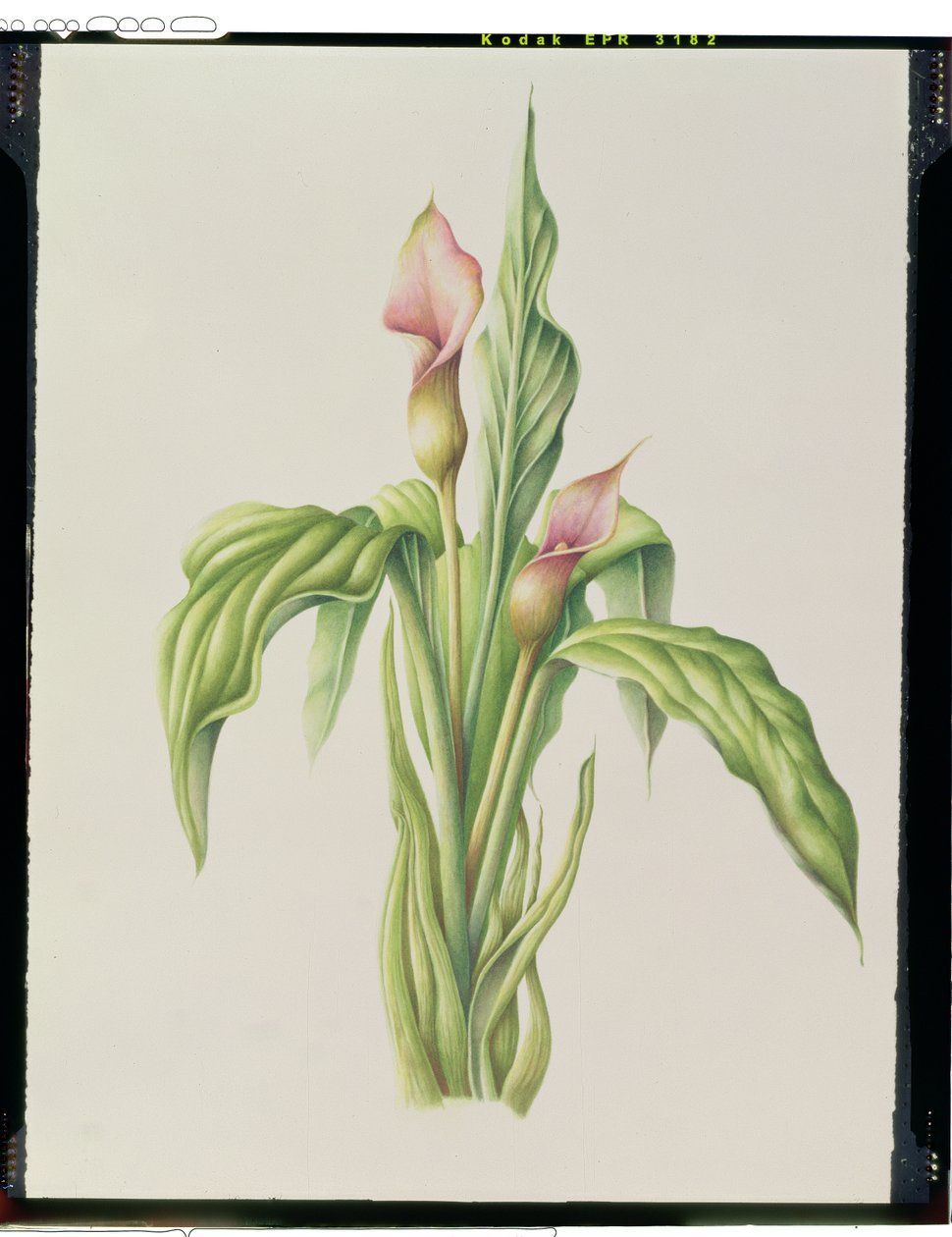 Carla Lily, 2000 (kağıt üzerinde wc) by Annabel Barrett