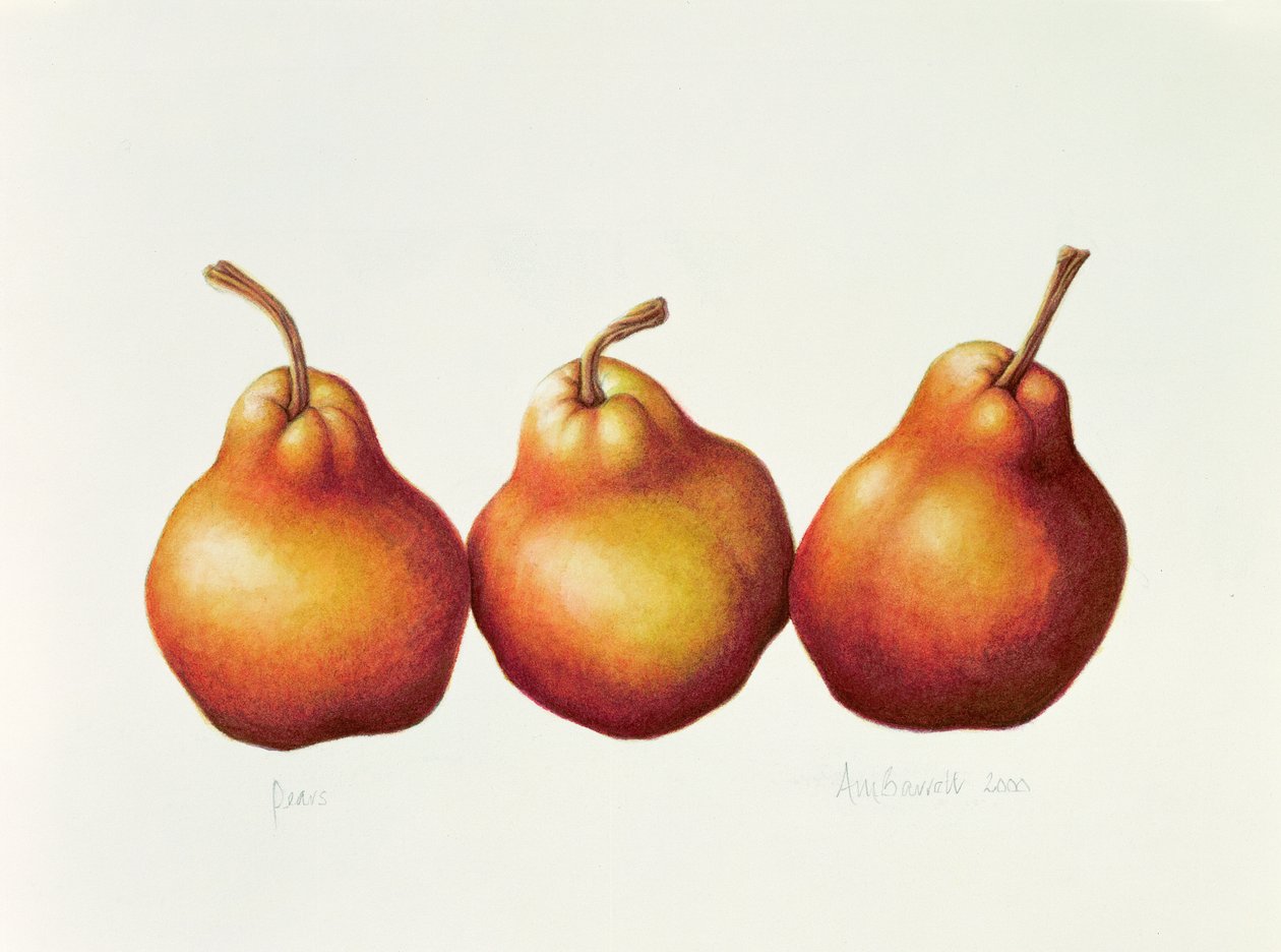 Armut, 2000 (kağıt üzerinde wc) by Annabel Barrett