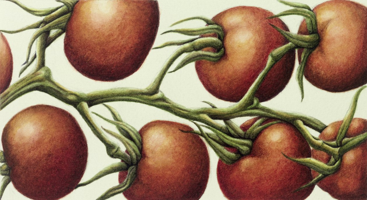 Tomato Vine, 1999 (kağıt üzerinde wc) by Annabel Barrett