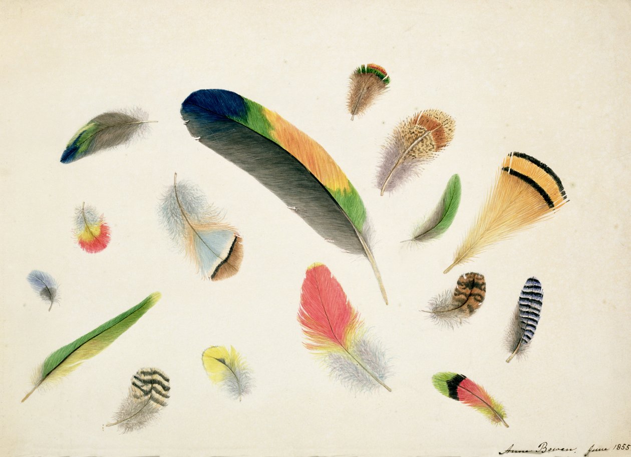 Feathers Çalışmaları, 1855 (kağıt üzerinde wc) by Anne Bowen