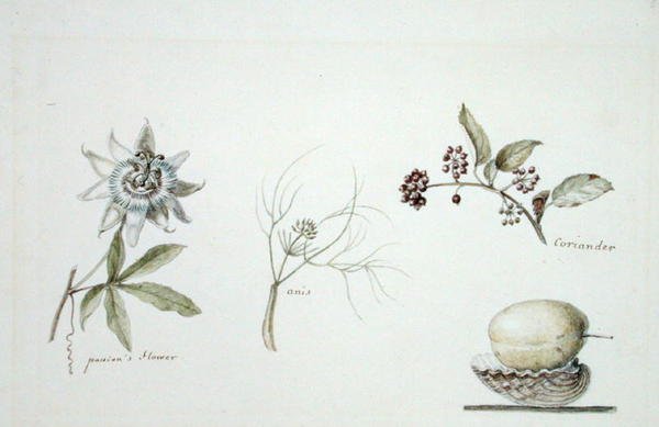 Tutku çiçeği, anason ve kişniş by Anne Marguerite Hyde de Neuville