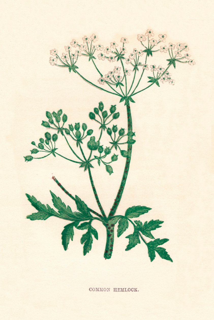 Ortak Hemlock, c1891, 1891 by Anne Pratt