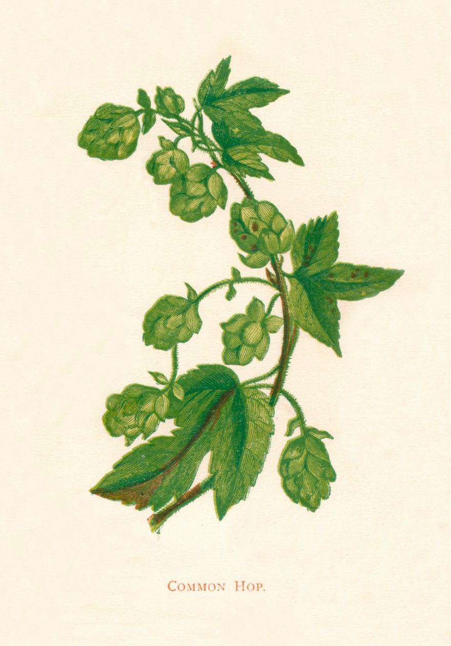 Ortak Atlama, c1891, 1891 by Anne Pratt