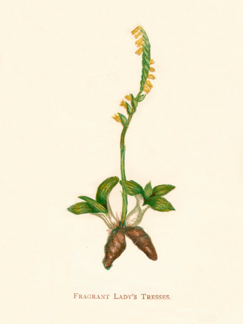 Kokulu Hanımların Saçları, c1891, 1891 by Anne Pratt