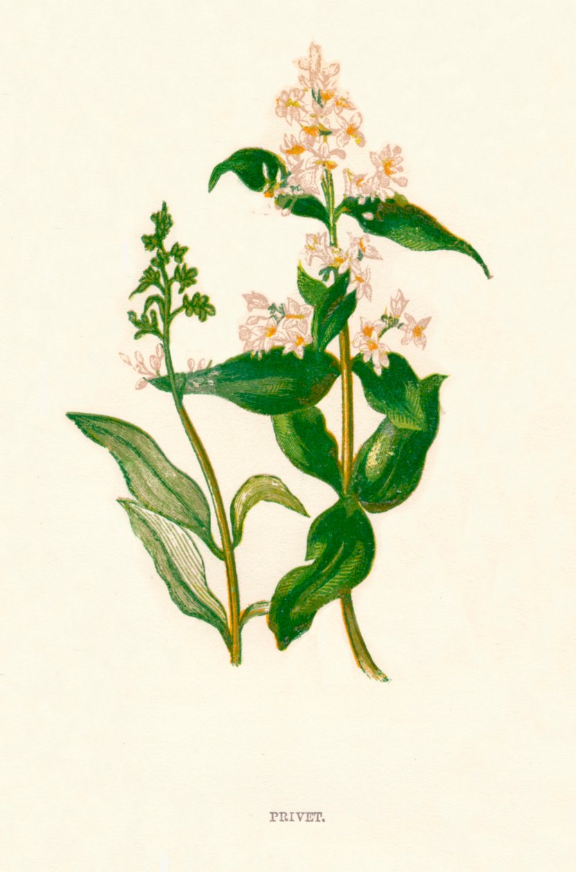 Merhaba k1891, 1891 by Anne Pratt