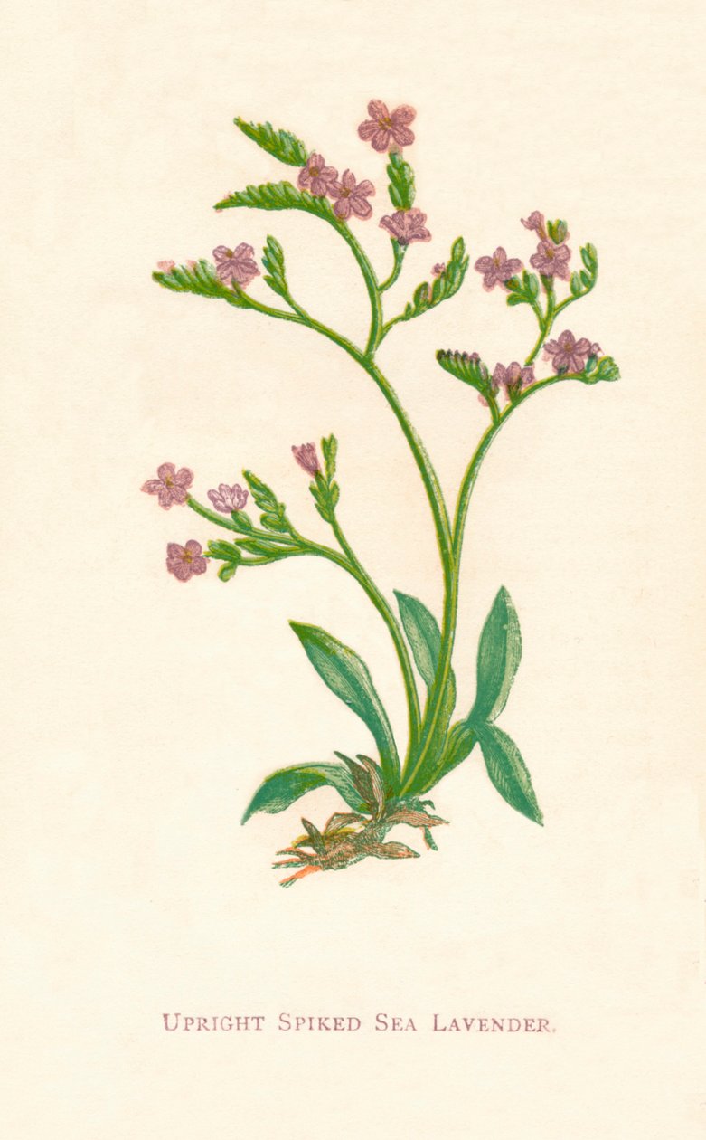 Dik Çivili Deniz Lavanta, c1891, 1891 by Anne Pratt