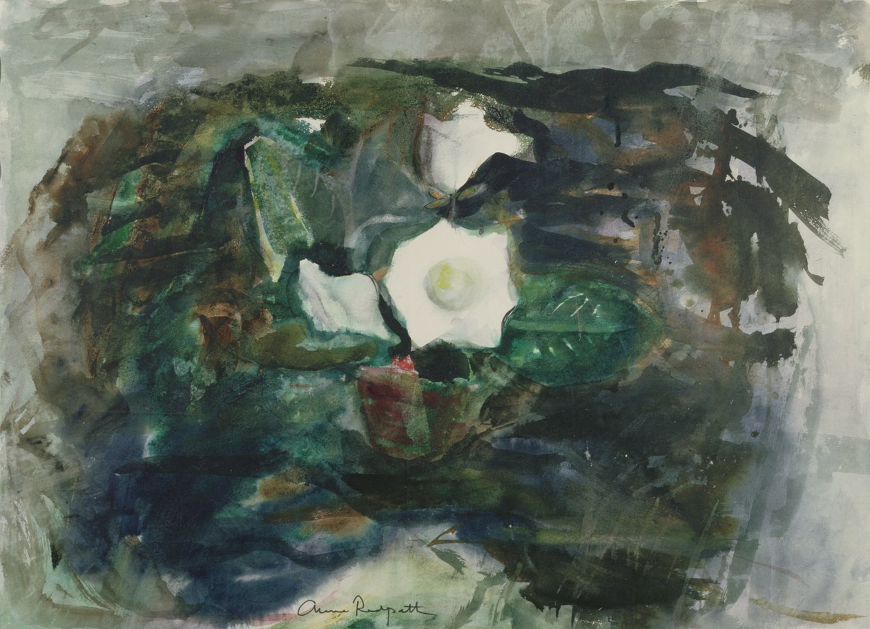 Beyaz Gloxinia by Anne Redpath