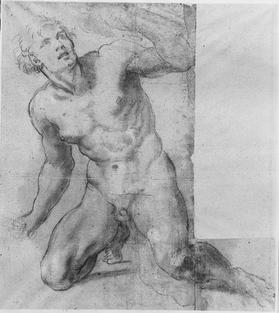 Phineas için Çalışma - Farnese Galeri by Annibale Carracci