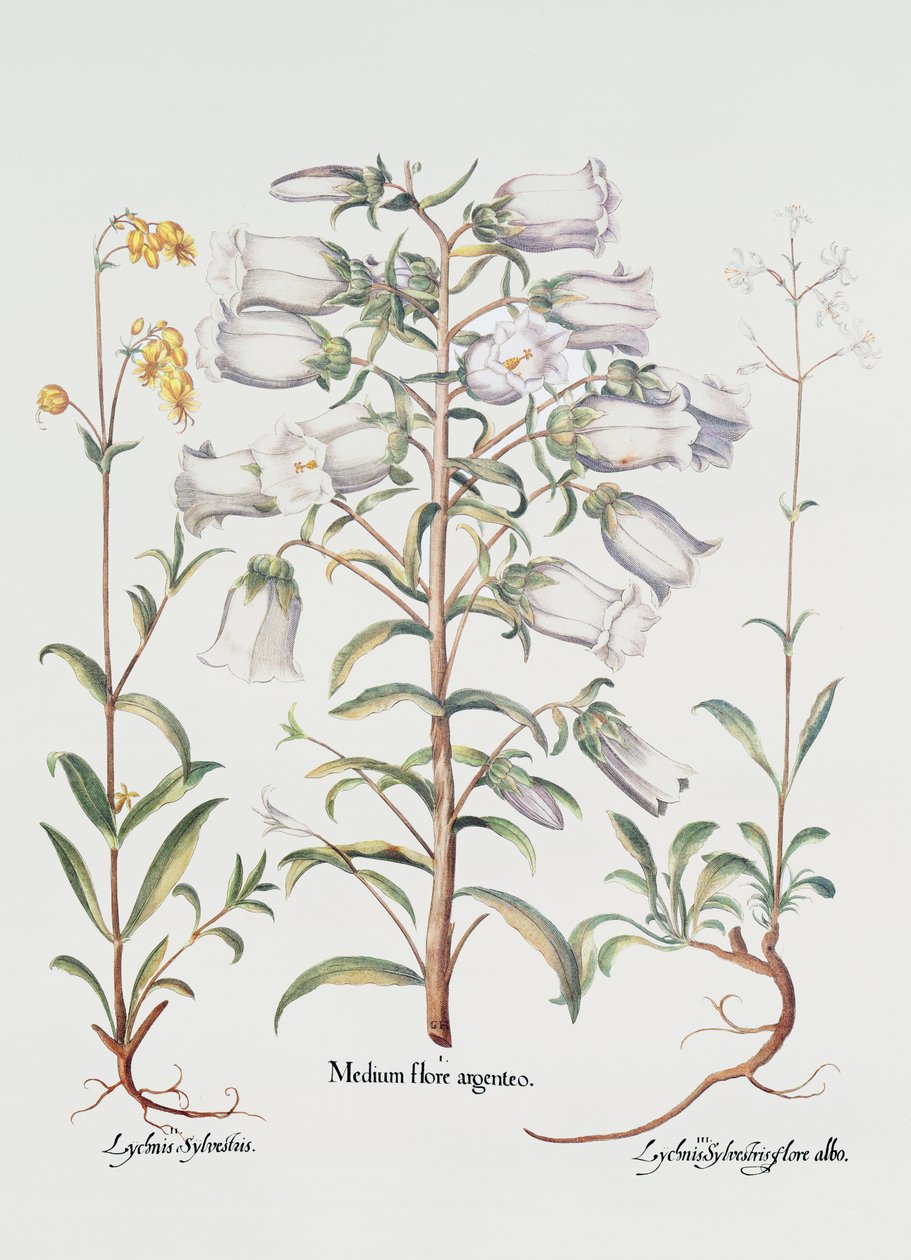 Canterbury Bell, Alman, 18. yüzyıl (el boyaması gravür) by Unbekannt Unbekannt