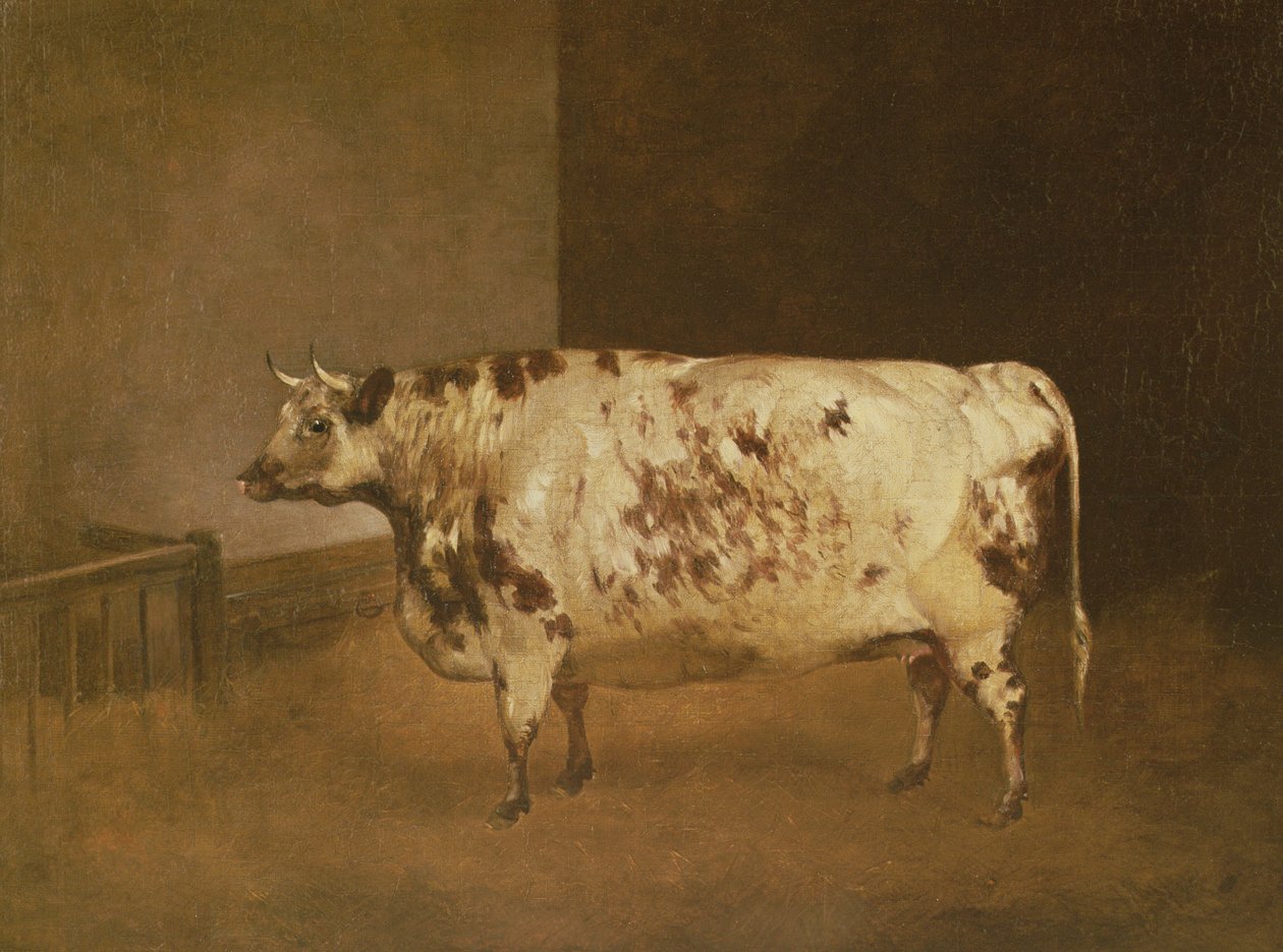 Kısa Boynuzlu İnek, c.1850 by Unbekannt Unbekannt