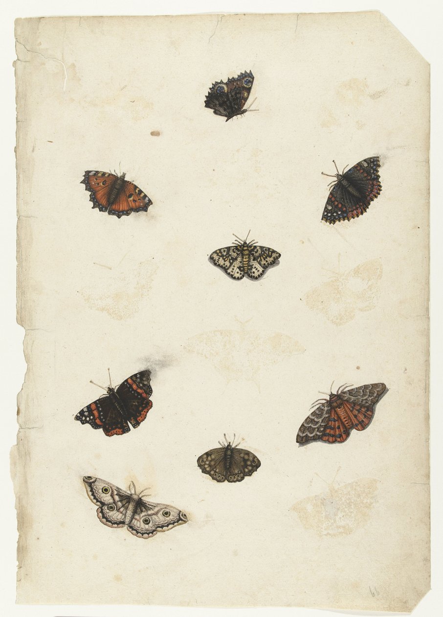 Eight Butterflies Lombard albümü (seri başlığı) by Anonymous