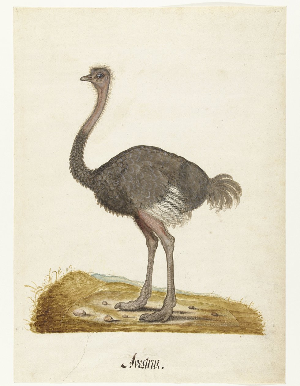 Bir Devekuşu Struisvogel Avestruz ile Albüm Sayfası. (nesne üzerindeki başlık) Lombard albümü (seri başlığı) by Anonymous