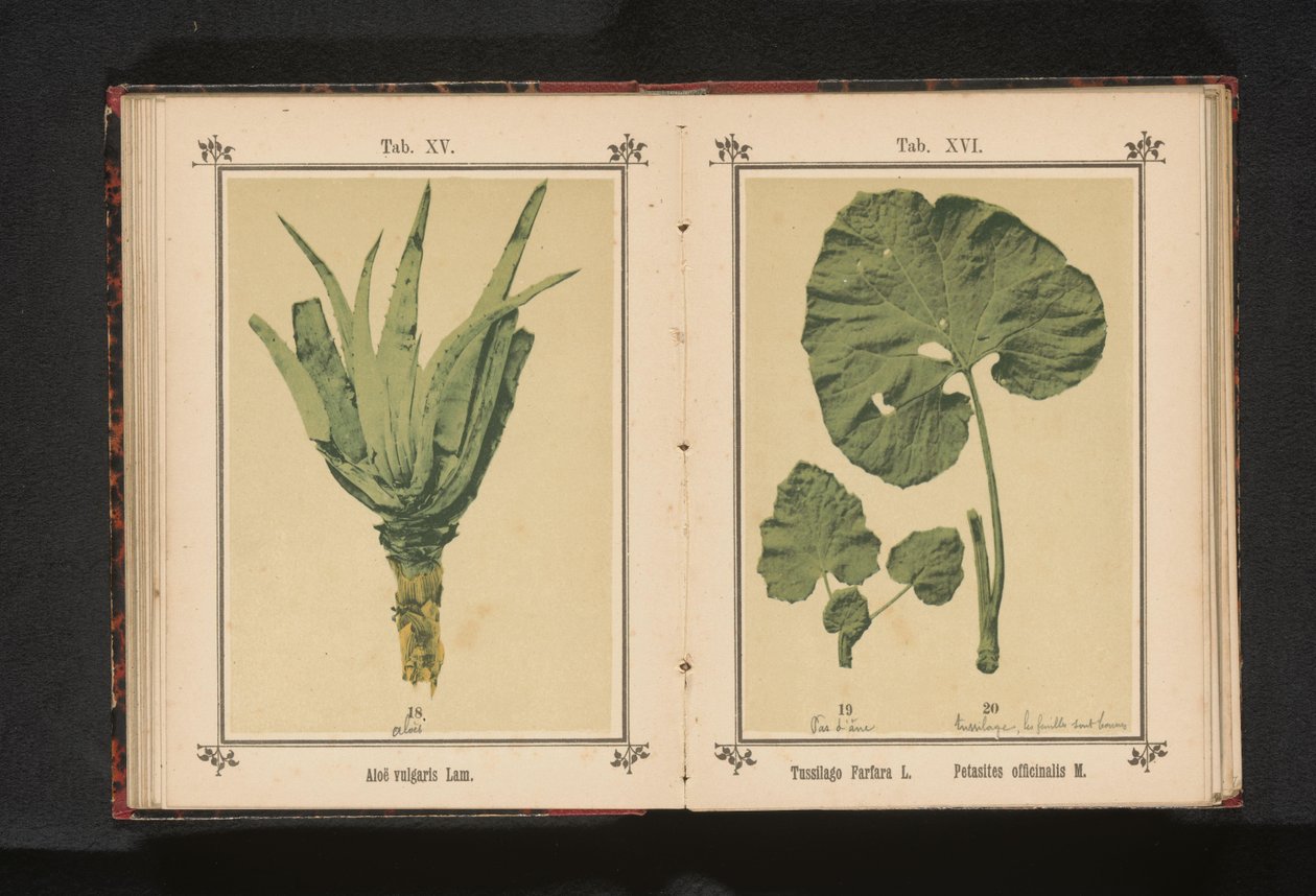 Aloe vera Aloe vulgaris Kuzu. (nesne üzerindeki başlık) by Anonymous