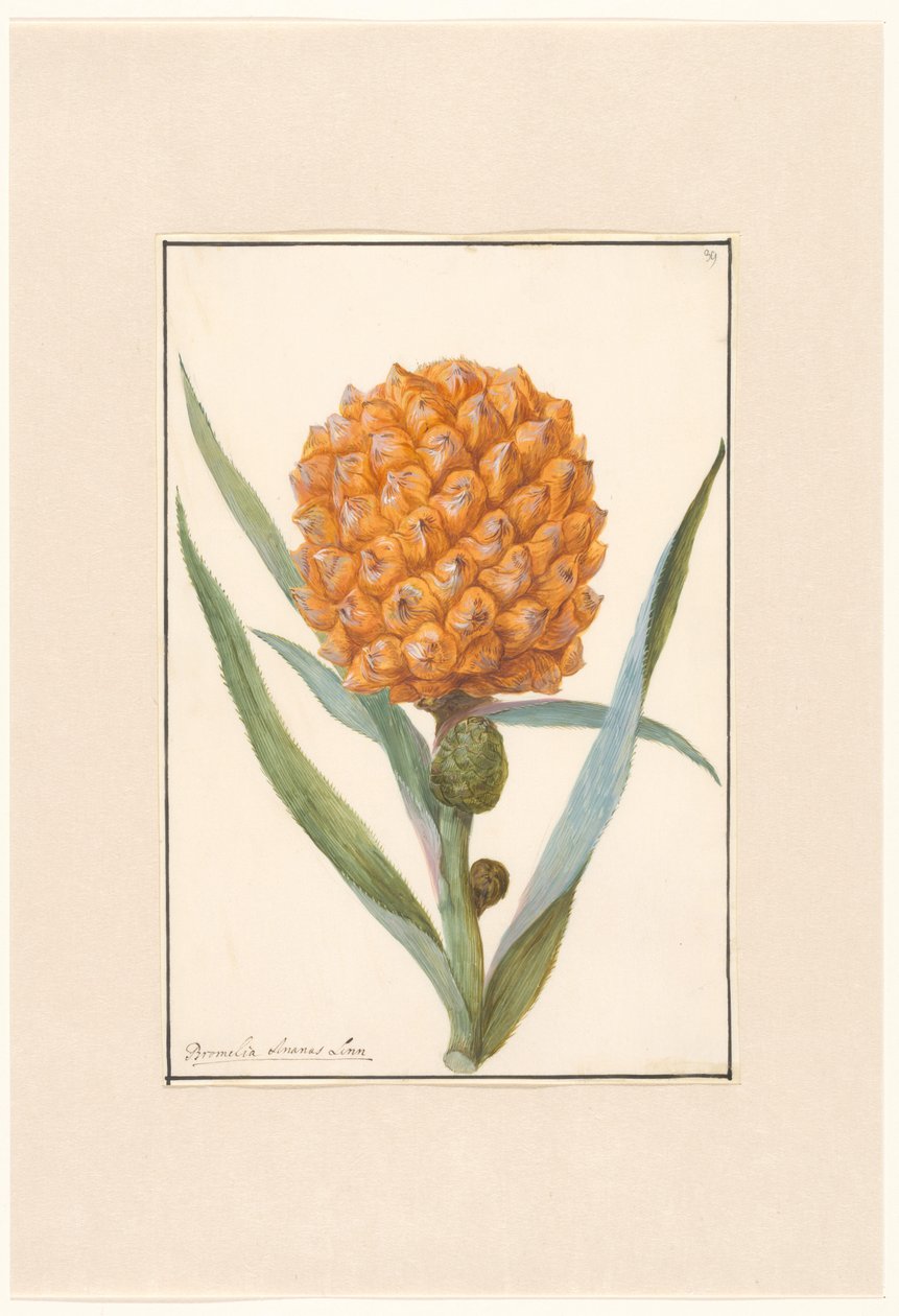 ananas yukarı lütfen by Anonymous
