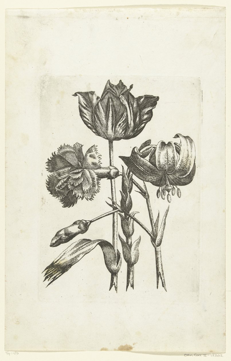 Anjer, tulp en lelie Yeni Çiçek Simgeleri (seri başlığı) by Anonymous