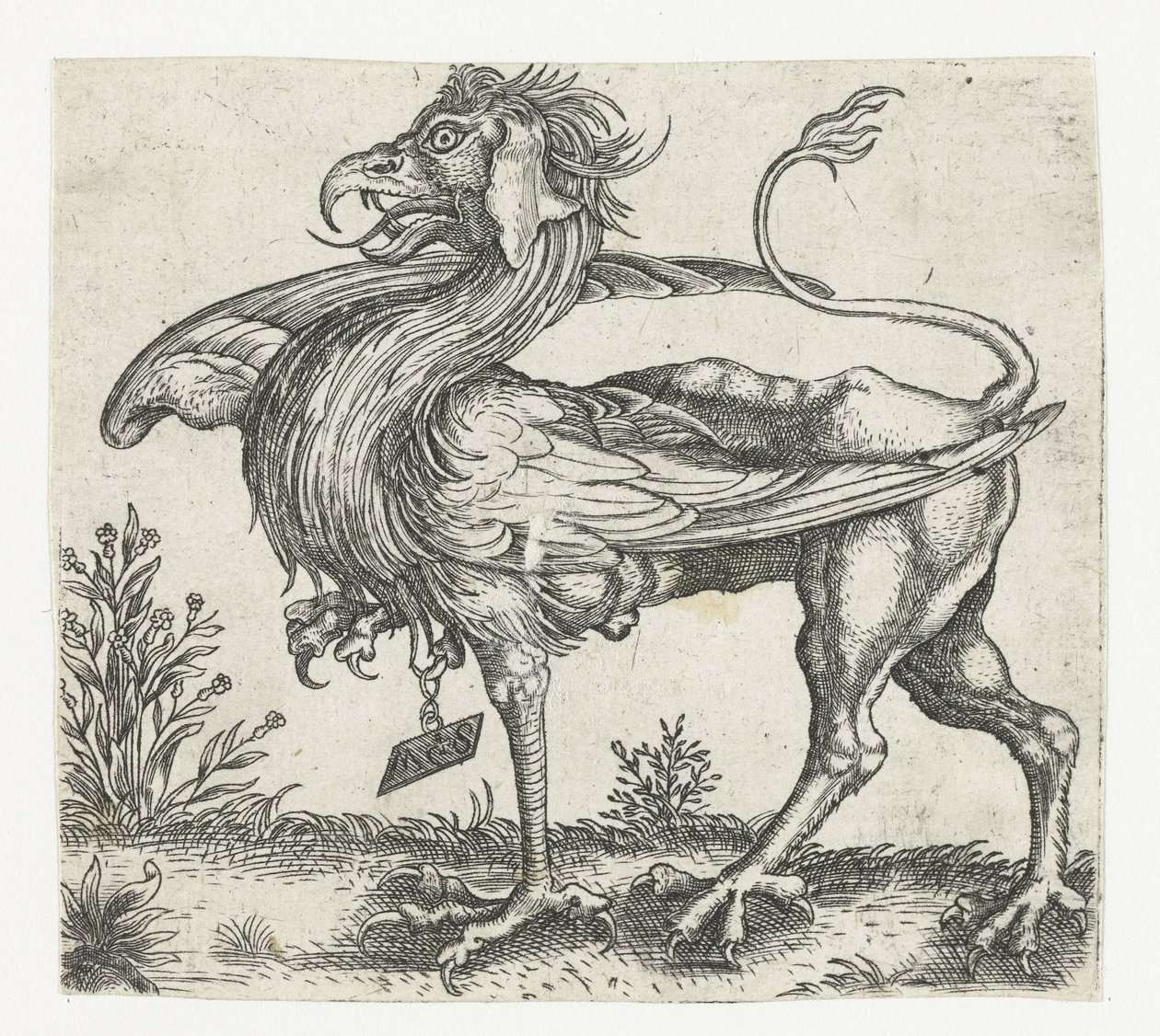 griffin by Anonymous