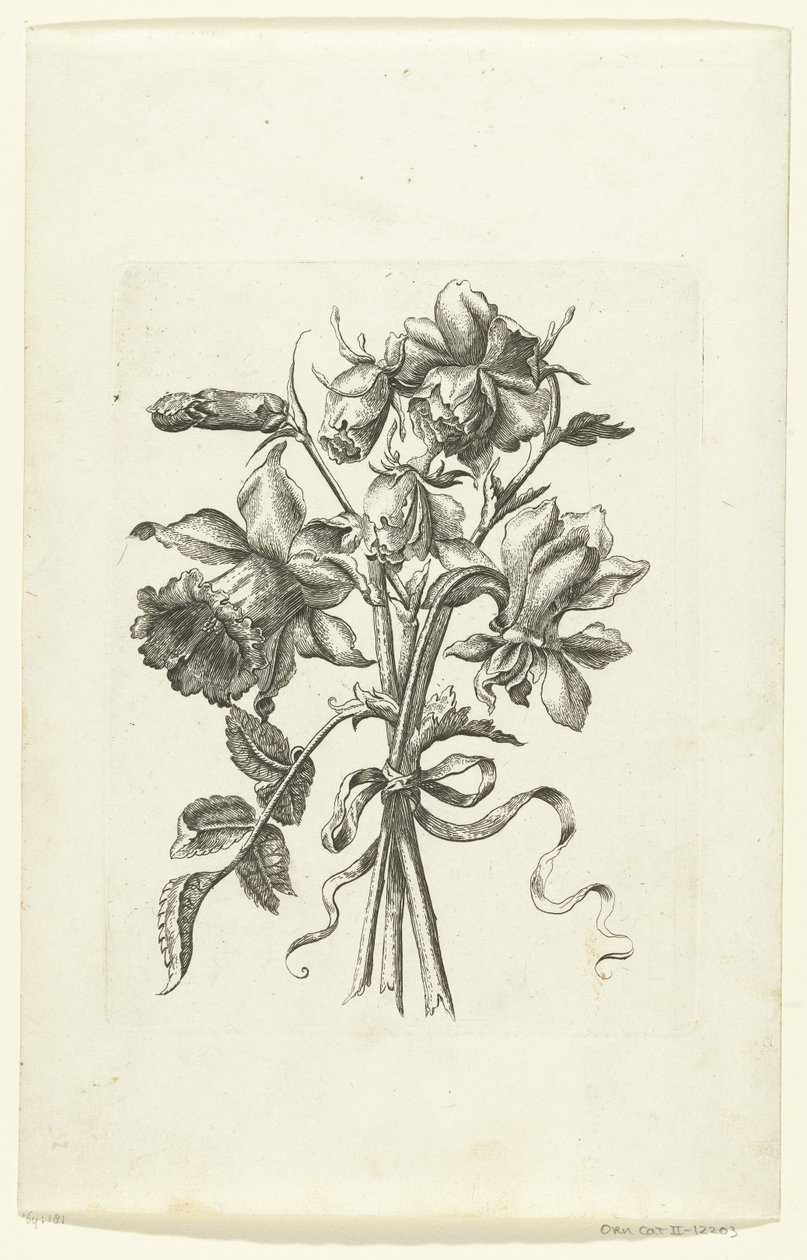 Bir nergis ve bir karanfil olmak üzere üç çiçek Novae Florum Icones (dizi başlığı) by Anonymous