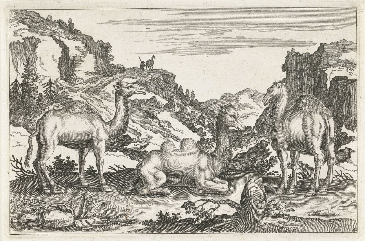 Dromedaries ve bir deve Dört ayaklı hayvanlar (dizi adı) Animalivm Qvaddrvpedvm (dizi başlığı) by Anonymous
