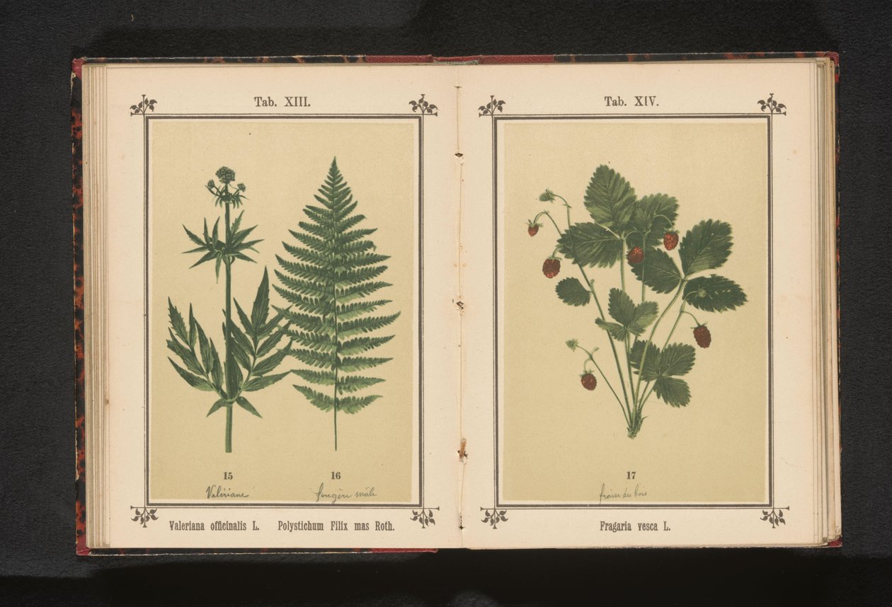 Gerçek kediotu ve bir erkek eğrelti otu dalı Valeriana officinalis L. Polystichum Filix mas Roth (nesne üzerindeki başlık) by Anonymous
