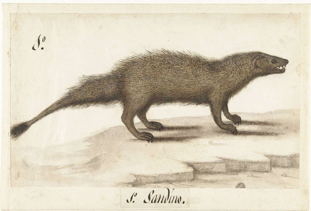 Egyptische ichneumon Herpestes ichneumon / Sandino / Mısır Firavun faresi (nesne üzerindeki başlık) Lombard albümü (seri başlığı) by Anonymous
