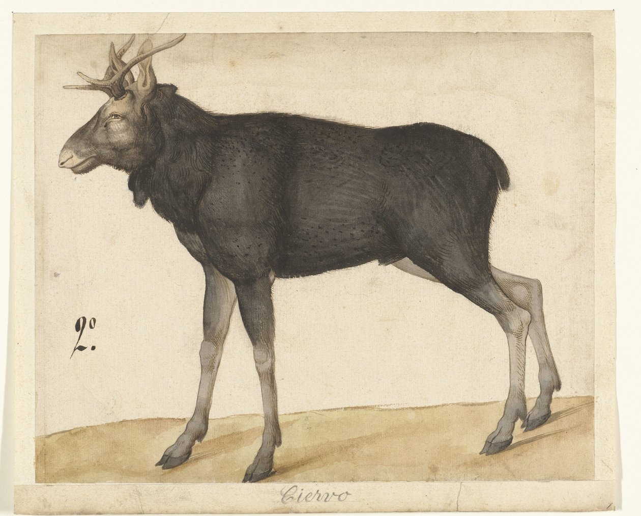 Eland Ciervo (nesne üzerindeki başlık) Lombard albümü (seri başlığı) by Anonymous