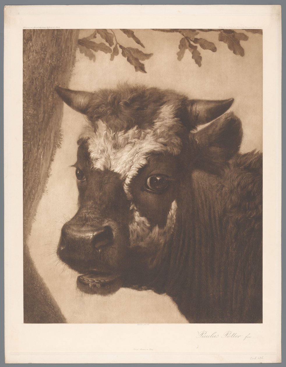 Paulus Potter tarafından The Bull resminin detayının fotoğraf reprodüksiyonu, col. Mauritshuis 1902 - 15. / Könğl. Lahey