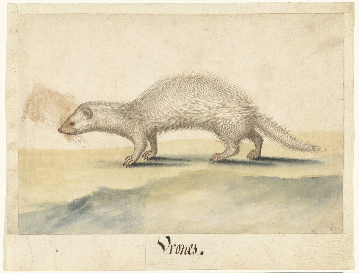 Fret Vrones (nesne üzerindeki başlık) Lombard albümü (seri başlığı) by Anonymous