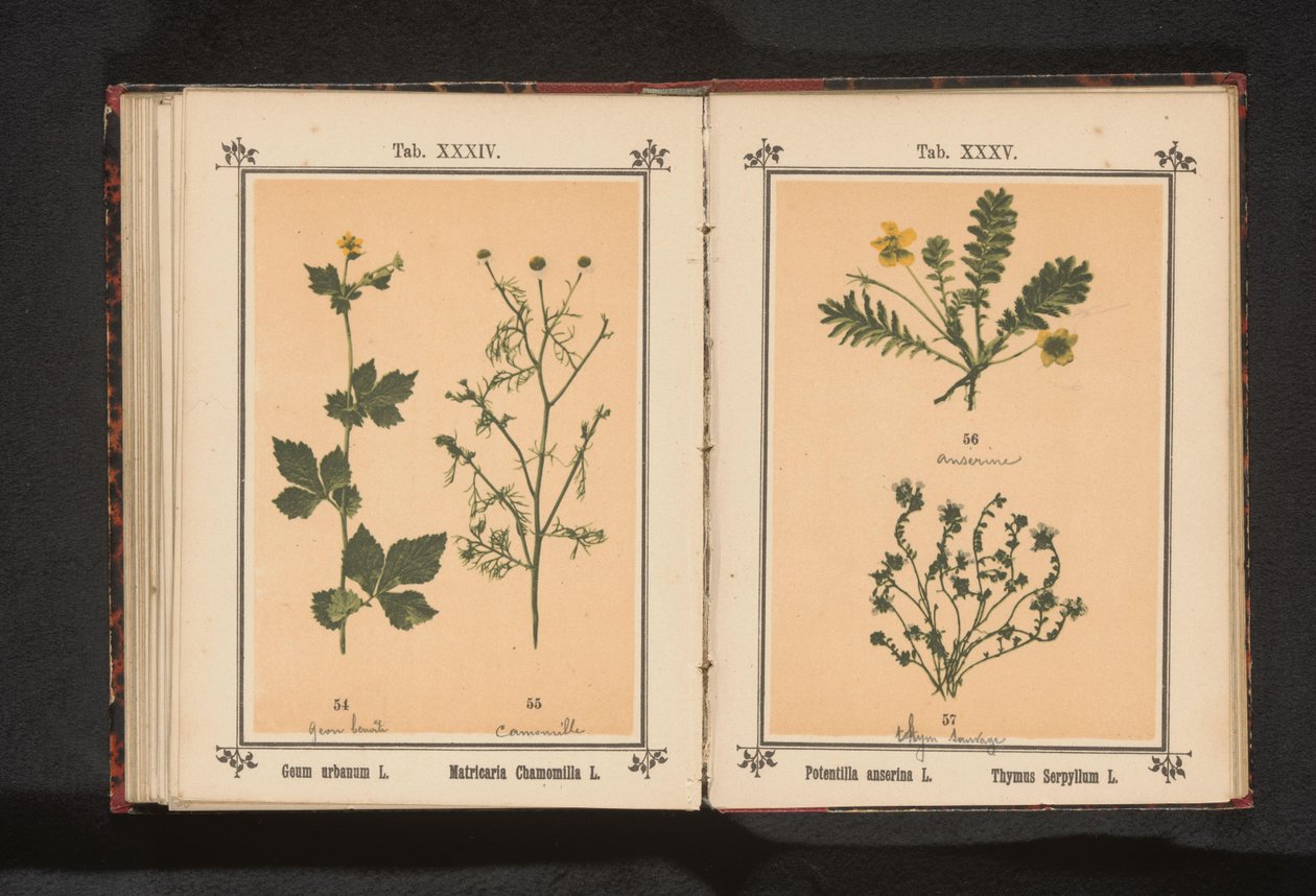 Sarı avens ve gerçek papatya Geum urbanum L. Matricaria Chamomilla L. (nesne üzerindeki başlık) by Anonymous