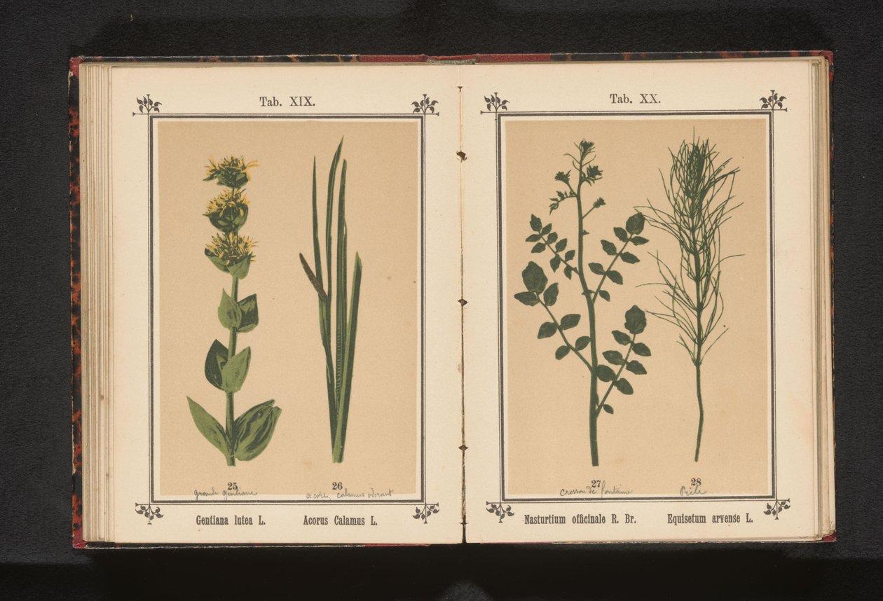 Gele centiyana en kalmoes Gentiana lutea L. Acorus Hint kamışı L. (nesnedeki başlık) by Anonymous