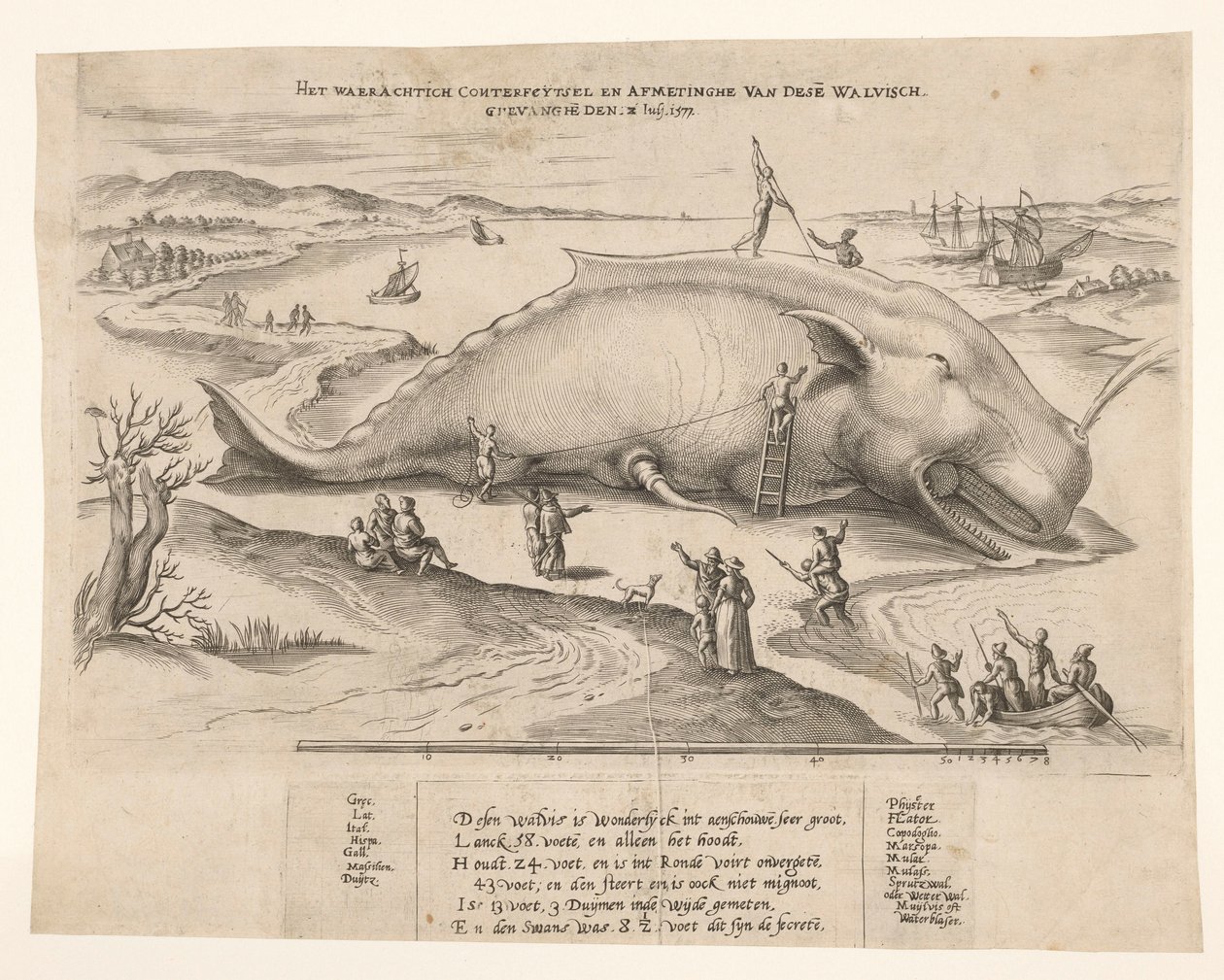 Anvers yakınlarında karaya vurmuş balina, 1577 Bu[n] balinanın waerachtich conterfeytsel ve boyutu, ghevanghe[n] den 2 Juli 1577 (nesne üzerindeki başlık) by Anonymous