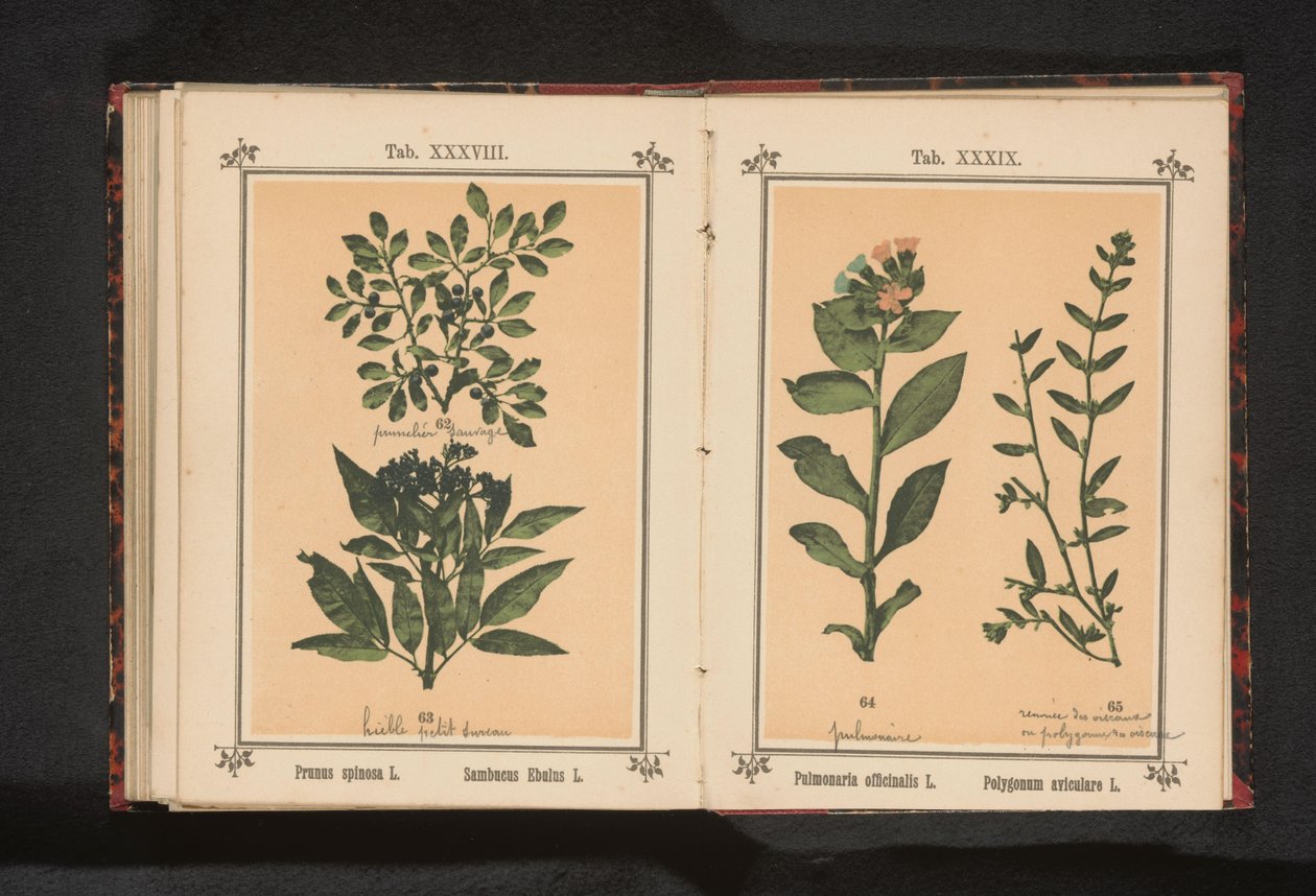 Benekli ciğerotu ve domuz otu Pulmonaria officinalis L. Polygonum aviculare L. (nesne üzerindeki başlık) by Anonymous