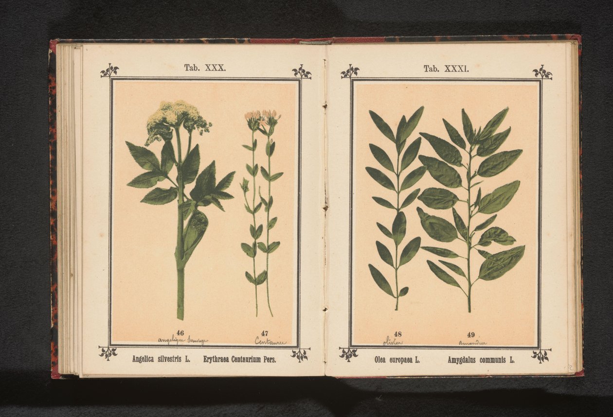 Ortak angelica ve gerçek kantaron Angelica silvestris L. Erythraea Centaurium Pers (nesne üzerindeki başlık) by Anonymous