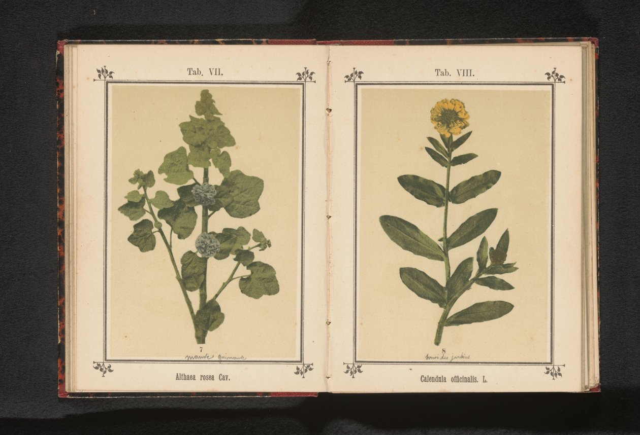 Marigold Calendula officinalis. L. (nesne üzerindeki başlık) by Anonymous