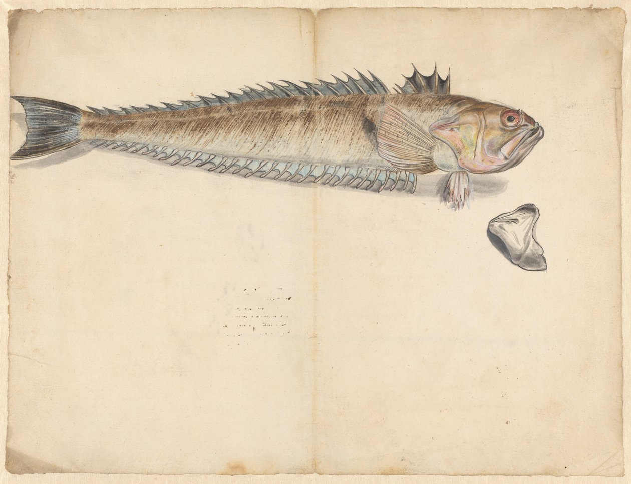 Büyük dokumacı (Trachinus Draco) by Anonymous