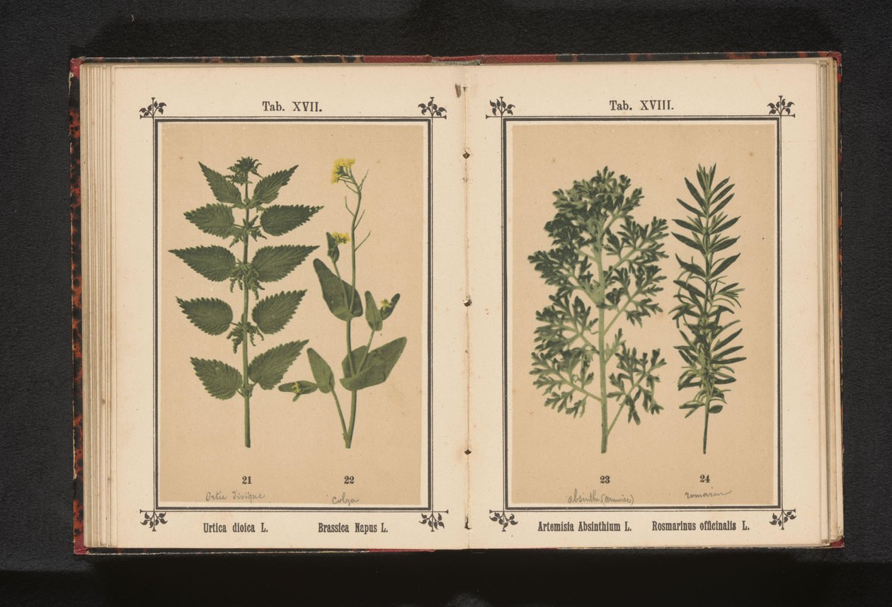 Isırgan otu ve kolza tohumu Urtica dioica L. Brassica Napus L. (nesne üzerindeki başlık) by Anonymous