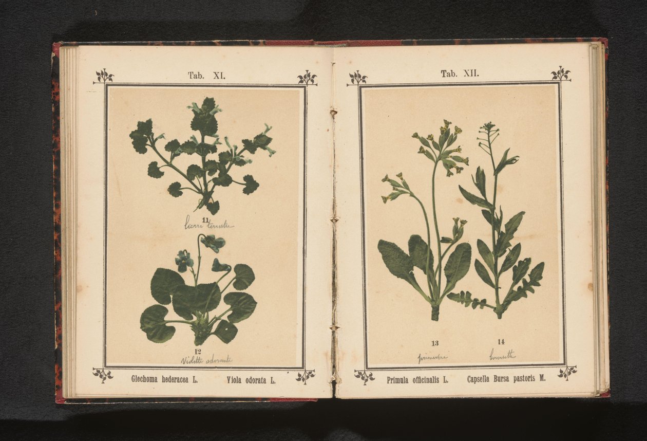 Altın çuha çiçeği ve bir çoban çantası Primula officinalis L. Capsella Bursa pastoris M. (nesne üzerindeki başlık) by Anonymous
