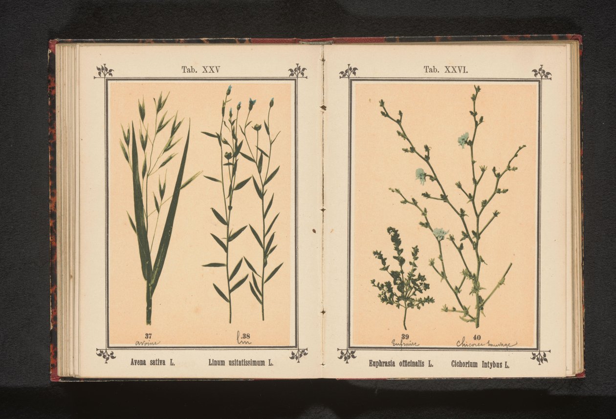 Haver en vlas Avena sativa L. Linum usitatissimum L. (nesne üzerindeki başlık) by Anonymous