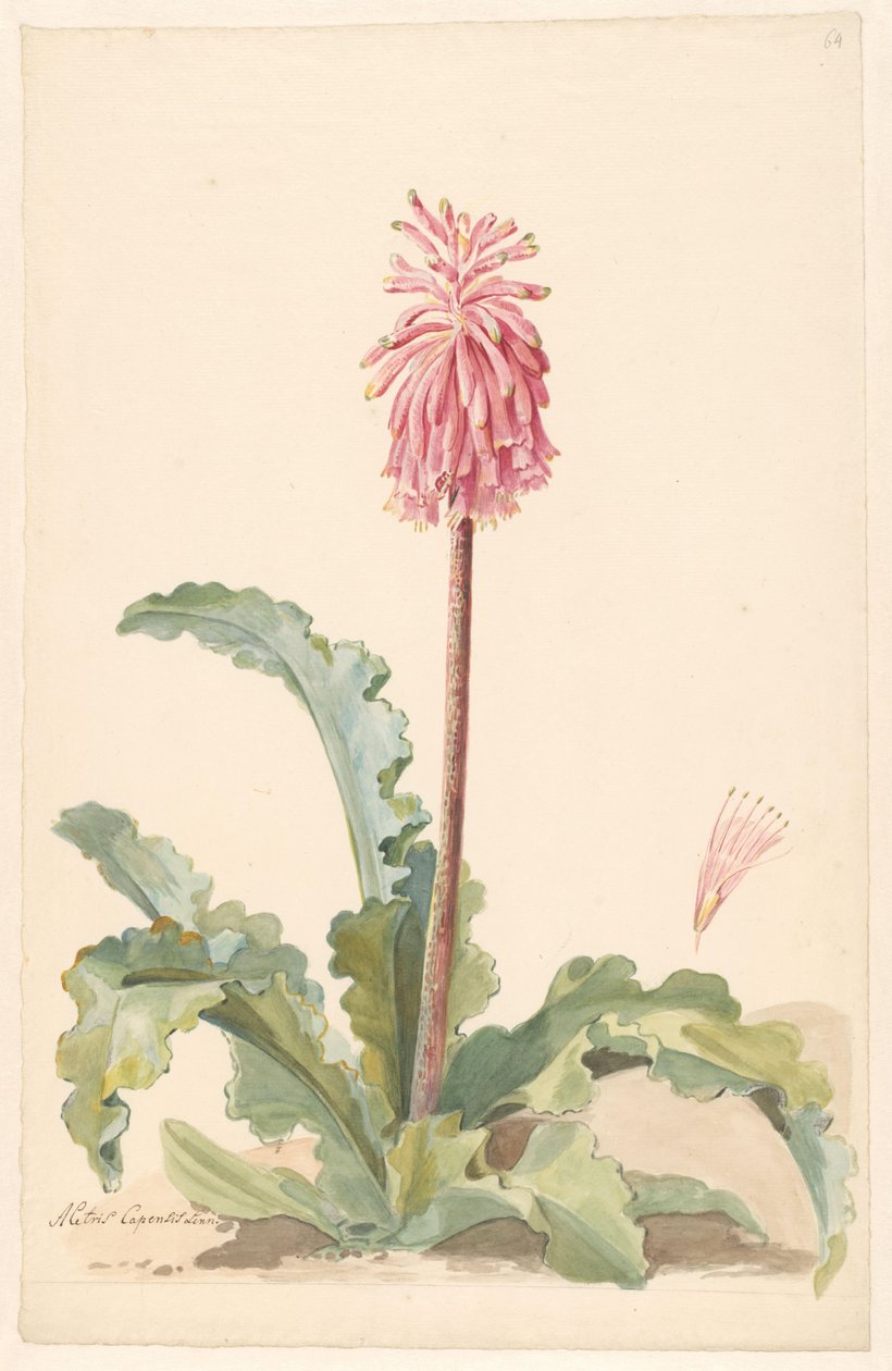 Peyzajda pistil detayıyla Cape Aletris by Anonymous